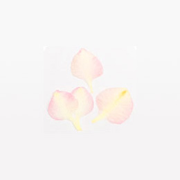 Nail Labo ドライフラワー ローズペタル ピンク