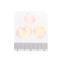 Nail Labo ドライフラワー ローズペタル ピンク