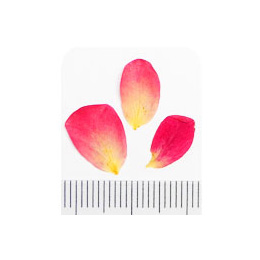Nail Labo ドライフラワー ローズペタル モーブ