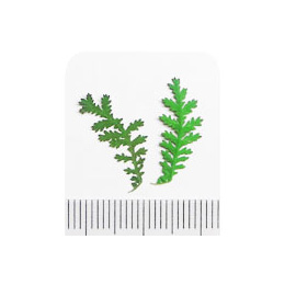 Nail Labo ドライフラワー フォレストリーフ