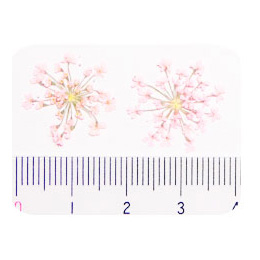 Nail Labo ドライフラワー レース ライトピンク