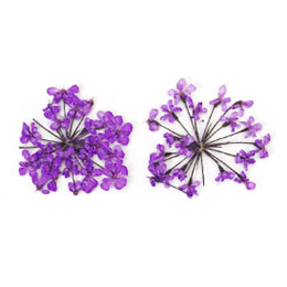 Nail Labo ドライフラワー レース バイオレット