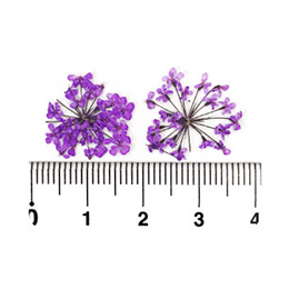 Nail Labo ドライフラワー レース バイオレット