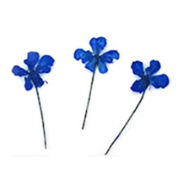 Nail Labo ドライフラワー リトルブロッサム ロイヤルブルー