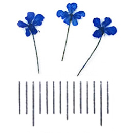 Nail Labo ドライフラワー リトルブロッサム ロイヤルブルー