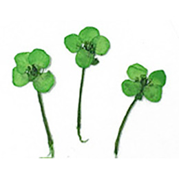 Nail Labo ドライフラワー スイートアッサム グリーン