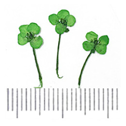 Nail Labo ドライフラワー スイートアッサム グリーン