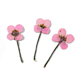 Nail Labo ドライフラワー スイートアッサム ライトピンク