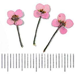 Nail Labo ドライフラワー スイートアッサム ライトピンク