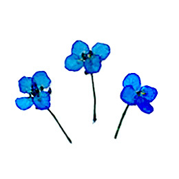 Nail Labo ドライフラワー スイートアッサム ロイヤルブルー