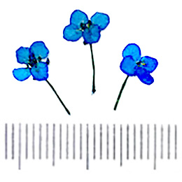 Nail Labo ドライフラワー スイートアッサム ロイヤルブルー